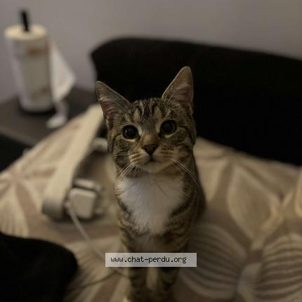 Photo 1/1 saiyana Chat lost in St ouen l aumone