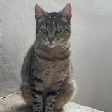 Picture of cat lost at Le Pecq