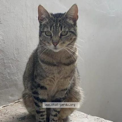 Photo 1/3 Cosette Chat lost in Le pecq