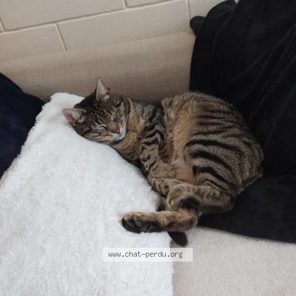 Photo 2/3 Cosette Chat lost in Le pecq