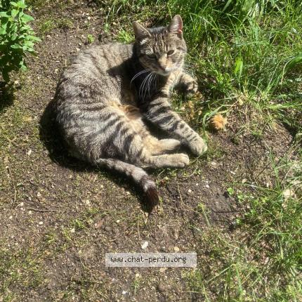 Photo 3/3 Cosette Chat lost in Le pecq