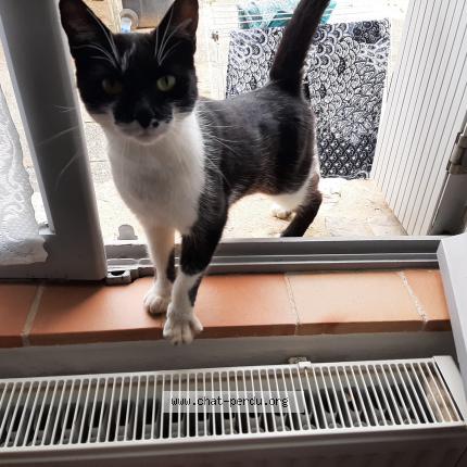 Photo 1/1 Olga Chat lost in Saint melaine sur aubance