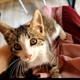 Picture of cat lost at Le Pont De Claix