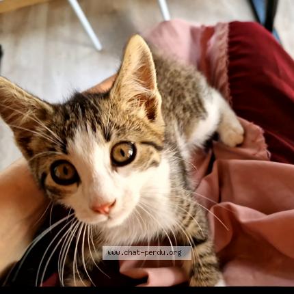 Photo 1/1 Yuki Chat lost in Le pont de claix