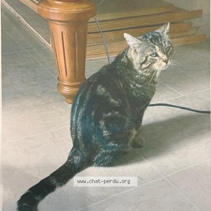 Photo 1/1 Timinou Chat lost in Montesson
