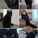 Picture of cat lost at Riaz