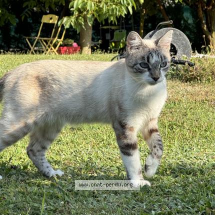 Photo 1/1 Luna Chat lost in Vetraz monthoux