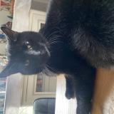 Picture of cat lost at Courteuil