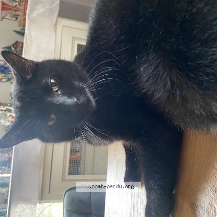 Photo 1/1 Loulou Chat lost in Courteuil