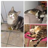 Picture of cat lost at Bethune