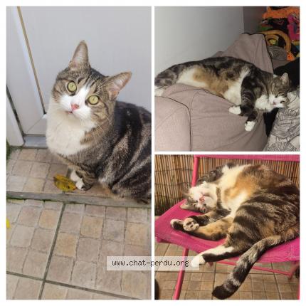 Photo 1/1 Mickey Chat lost in Bethune