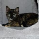 Picture of cat lost at Nogent Sur Oise