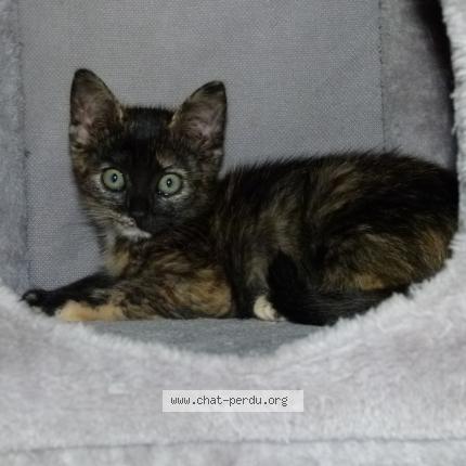 Photo 1/1 Willow Chat lost in Nogent sur oise