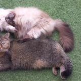 Picture of cat lost at Lit Et Mixe