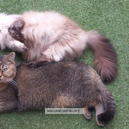 Photo 1/1 Twix de la hillane Chat lost in Lit et mixe