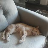 Picture of cat lost at Tarascon