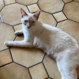 Picture of cat lost at Reze