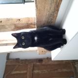 Picture of cat lost at Saint Martin Du Bois