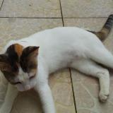 Picture of cat lost at Saint Joseph