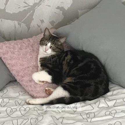 Photo 1/1 Scoopy Chat lost in Surzur