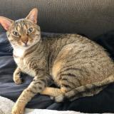 Picture of cat lost at Drace