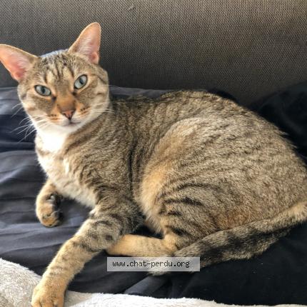 Photo 1/1 Mac Chat lost in Drace