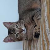 Picture of cat lost at Fondettes