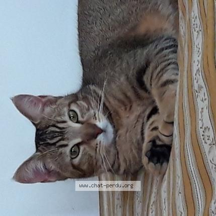 Photo 1/1 Tartuffe Chat lost in Fondettes