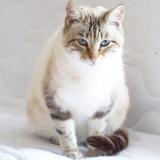 Picture of cat lost at La Salvetat Belmontet