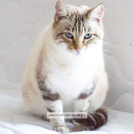 Photo 1/1 Cat reunited Lost in La salvetat belmontet