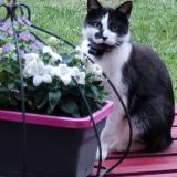 Picture of cat lost at Achicourt