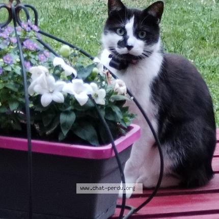 Photo 1/1 Stark Chat lost in Achicourt