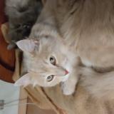 Picture of cat lost at Saint Vincent Sur Graon