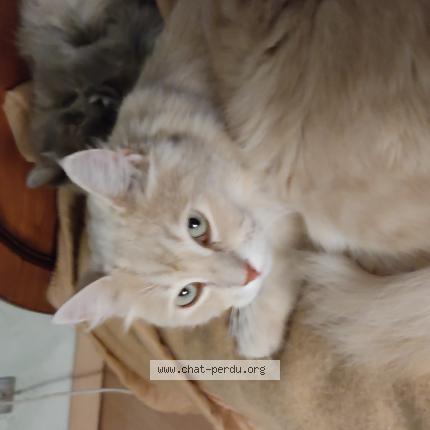 Photo 1/1 Forest Chat lost in Saint vincent sur graon