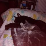 Picture of cat lost at Bischwiller