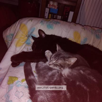 Photo 1/1 Chirac Chat lost in Bischwiller