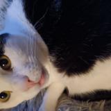 Picture of cat lost at Douai