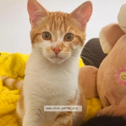 Foto van vermiste kat in Attre