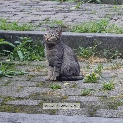 Foto van gevonden kat in Saint Gilles