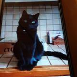 Picture of cat lost at Luxeuil