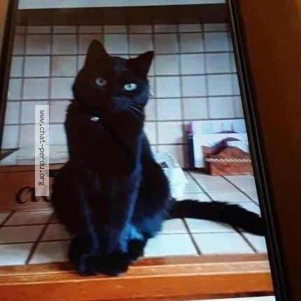 Photo 1/1 Luna Chat lost in Luxeuil