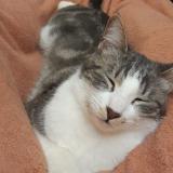 Picture of cat lost at Lunel