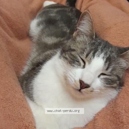 Photo 1/1 Sushis Chat lost in Lunel