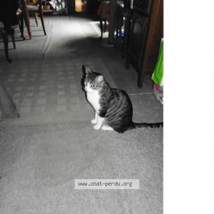 Foto van vermiste kat in Marche Les Dames