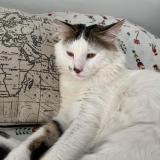 Picture of cat lost at Toulon