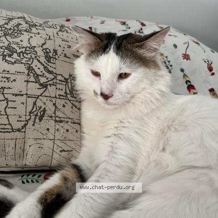 Photo 1/1 Ninja Chat lost in Toulon