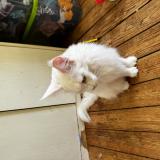 Picture of cat lost at Saint Sauveur Village