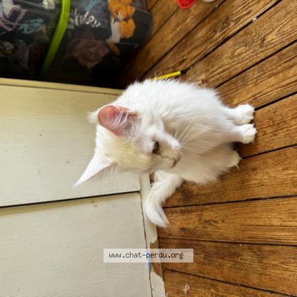 Photo 1/1 Uma Chat lost in Saint sauveur village