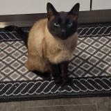 Picture of cat lost at Schifflange