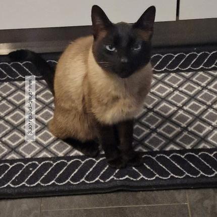 Photo 1/1 Maxi Chat lost in Schifflange